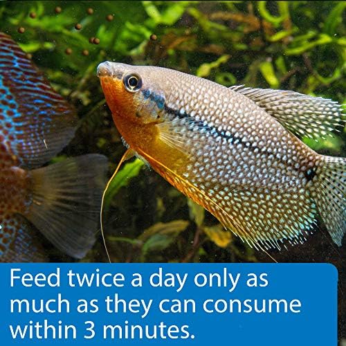 API BOTTOM FEEDER PELLETS WITH SQUID Fish Food 1.3-Ounce Container