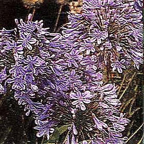 Agapanthus Africanus Queen Ann Perennial Seeds
