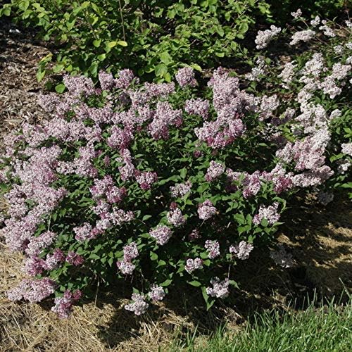 Baby Kim™ Lilac - Syringa x - 4" Pot