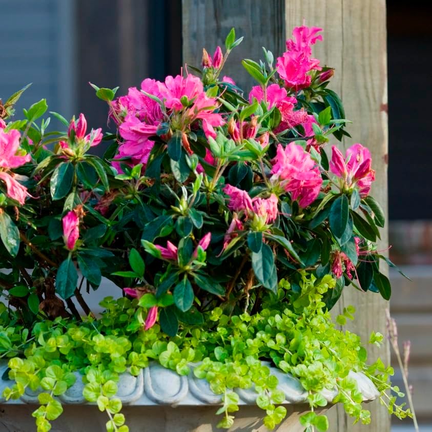 Encore Azalea Autumn Sangria (1 Gallon) Pink Flowering Shrub - Full Sun Live Outdoor Plant