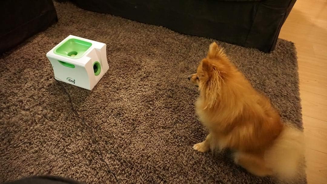 Small Interactive Ball Launcher with Rechargeable, Automatic Dog Ball Thrower for Mini Dog (Small Machine with 3 Balls)