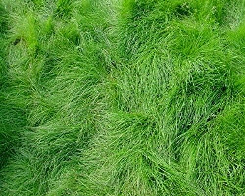 Creeping Red Fescue Lawn Grass Seeds, 1 Pound Pure Seeds by Seeds2Go