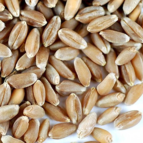 Handy Pantry Organic Hard Red Wheat Seed 25 Lb - Grow Wheatgrass | Flour, Grain & Bread, Emergency Food Storage, Ornamental Wheat Grass - Non-GMO