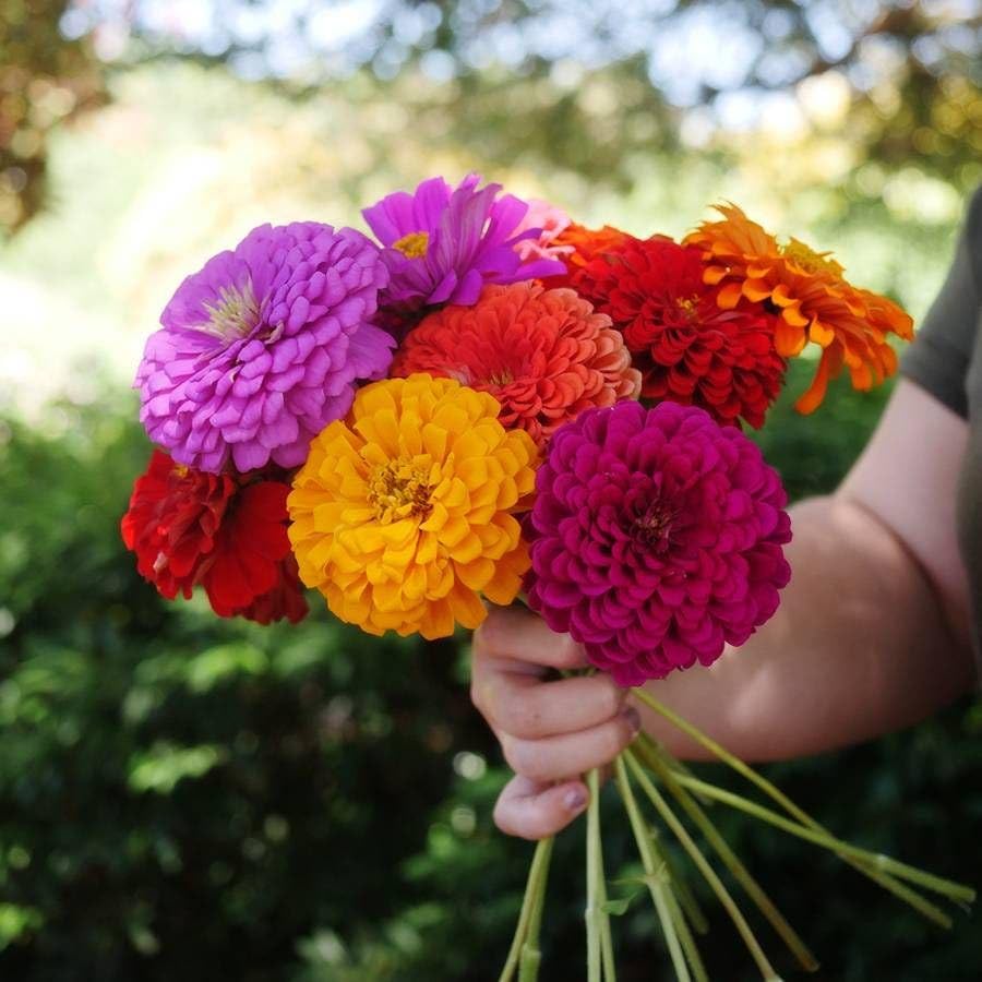 Park Seed AlgoPlus Improved Mineral Based Fertilizer - Flowering