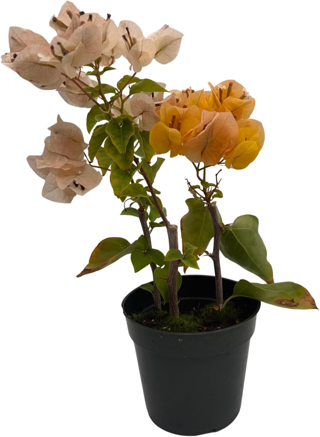 Yellow Bougainvillea - Everblooming - Indoors/Outdoors/Patio - 4" Pot