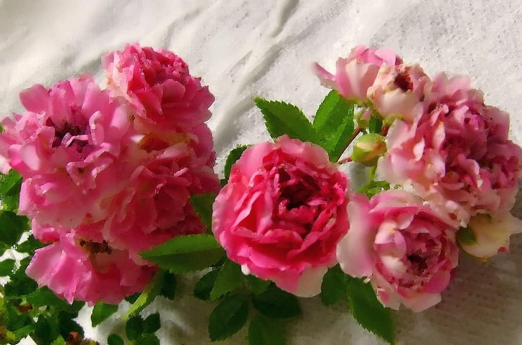 Seven Sisters Climbing Rambler Rose - Antique Heirloom Rosa Hybrid - Live Plant - Fragrant Spring Bloom - Double Pink Flower - Emerald Goddess