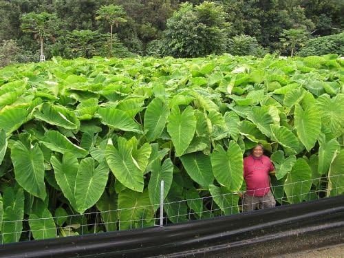 3 Live Colocasia Esculenta Elephant Ear Taro Gabi Kalo Eddo Bulbs