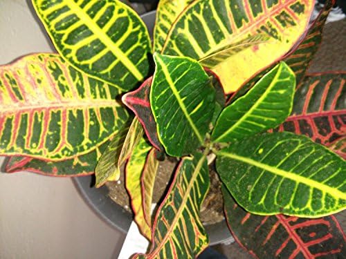 'CROTON' (1) PLANT/CODIAEUM VARIEGATUM PETRA 4'' from jmbamboo