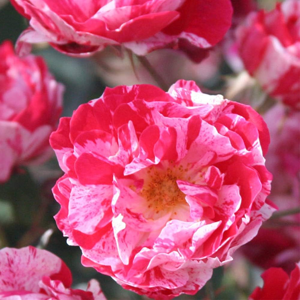 Heirloom Shrub Roses, Live Own Root Plant, Stars 'n' Stripes Forever™ | Very Fragrant, Hardiness Zones: 5-10, Continual Blooming