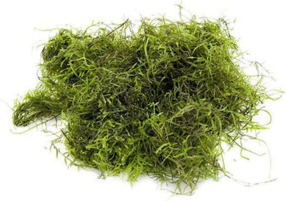 Java Moss - Vesicularia dubyana (4x6 cm) - Live Aquarium Plant
