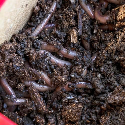 MAGIC Bait Worm Food – 24 oz Can | Nutrient-Rich Worm Feed for Healthy Nightcrawlers & Red Wigglers | Improves Bait Vitality for Fishing &