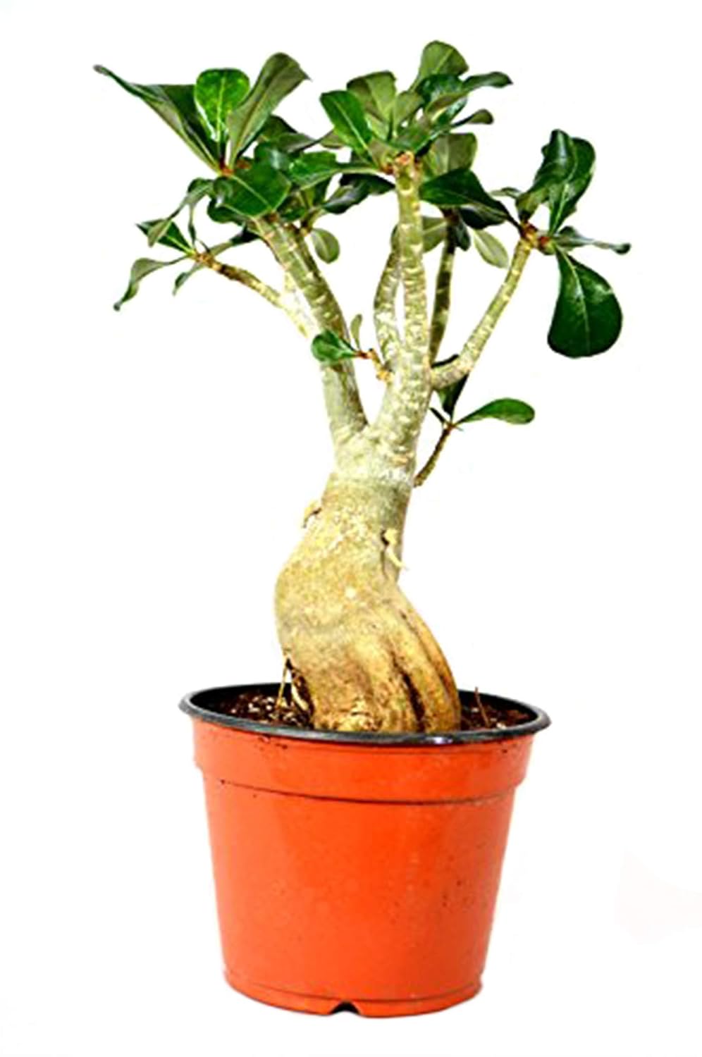 9GreenBox - Miss Beauty Desert Rose - Ship Bare Root