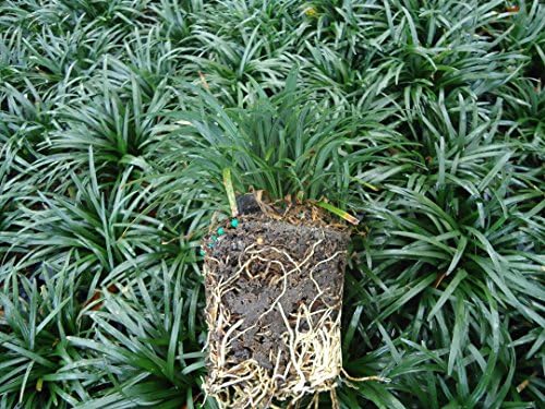 Pixies Gardens (18 Count Flat-3.5" Pots) Ophiopogon Japonicus 'Nana' Dwarf Mondo Grass. (Ground Cover) Short Dark Green Foliage Tiny White Flowers
