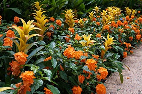 Crossandra Seeds,orange Marmalade -Firecracker Flower- Very Rare Tropical Plant