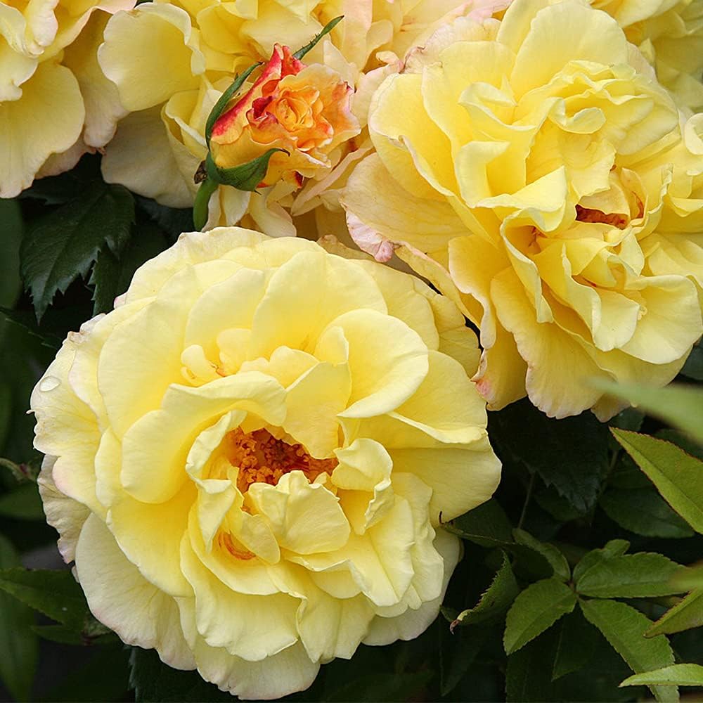 Heirloom Rugosa Roses, Live Own Root Plant, Rugelda | Lightly Fragrant, Hardiness Zones: 5-9, Repeat Blooming,For Outdoor Gardens, Planters, and Pots