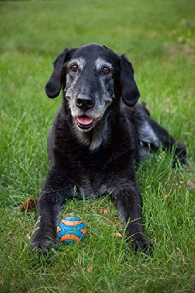 Chuckit! (4 Pack) Ultra Squeaker Ball, Small