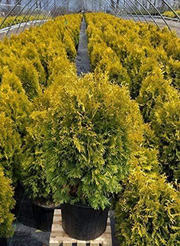 Live Plant Thuja-X Green Giant Evergreen Tree (Western Arborvitae), 3-Gallon Fully Potted Plant from Green Promise Farms