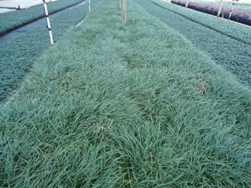 New and Healthy Standard MONDO GRASS -- 100 bare-root starts -- Border Plant -- Groundcover