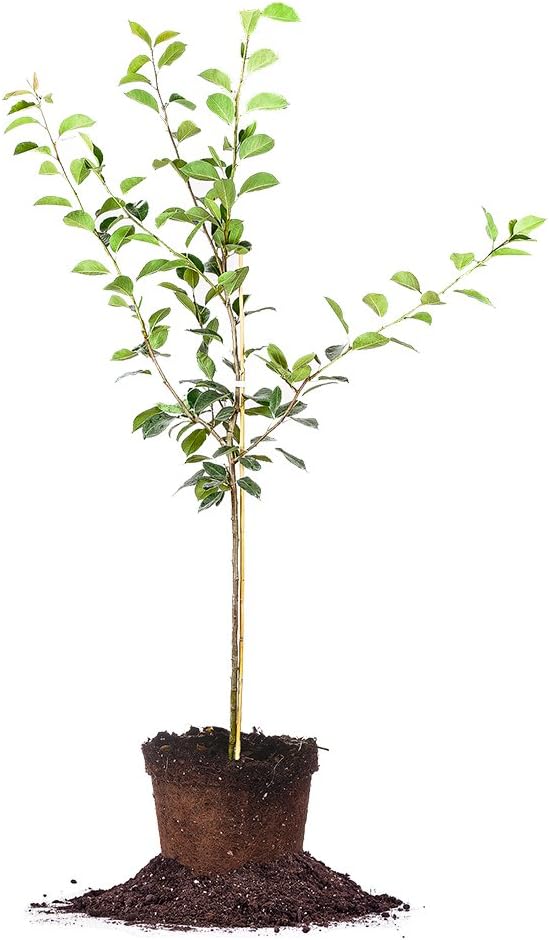 Orient PEAR Tree - Size: 3-4 ft, Live Plant, Includes Special Blend Fertilizer & Planting Guide