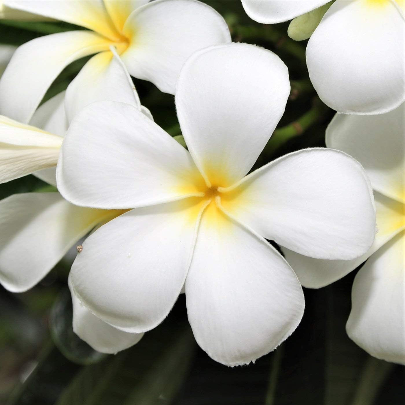 4 Hawaiian Plumeria Plants Mixed Colors Red, Yellow, Pink, White | Perennial Fragrant Blooms Indoor Outdoor Plants - Easy to Root