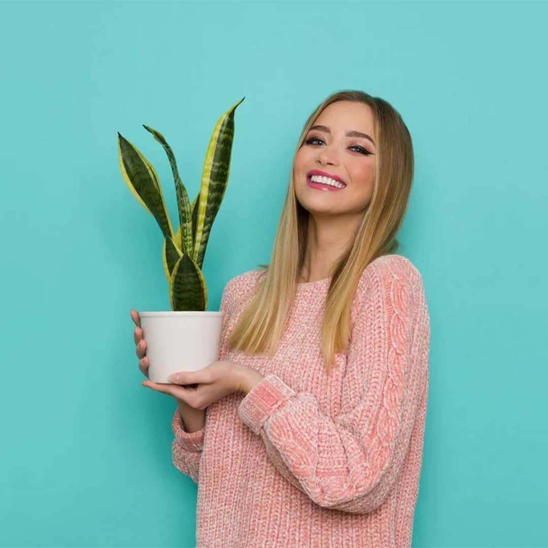 American Plant Exchange Snake Plant – Medium 6-Inch Pot Yellow Sansevieria Trifasciata, Drought-Tolerant, Air-Purifying Live Houseplant for Home