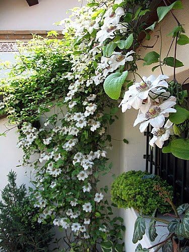 Miss Bateman Clematis Vine - Pure White - 2.5" Pot