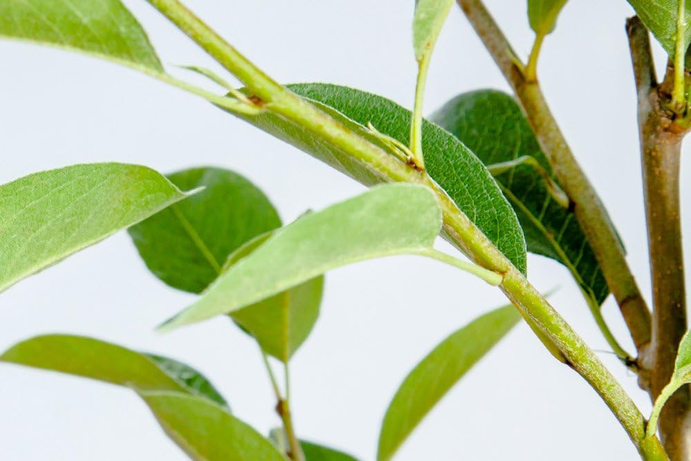 Orient PEAR Tree - Size: 3-4 ft, Live Plant, Includes Special Blend Fertilizer & Planting Guide