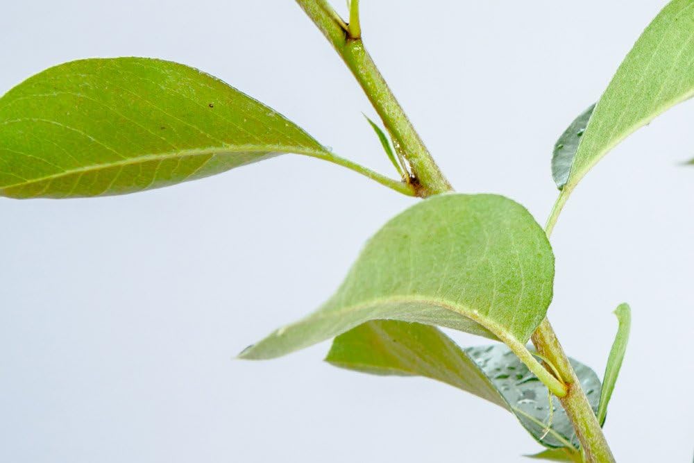 Orient PEAR Tree - Size: 3-4 ft, Live Plant, Includes Special Blend Fertilizer & Planting Guide