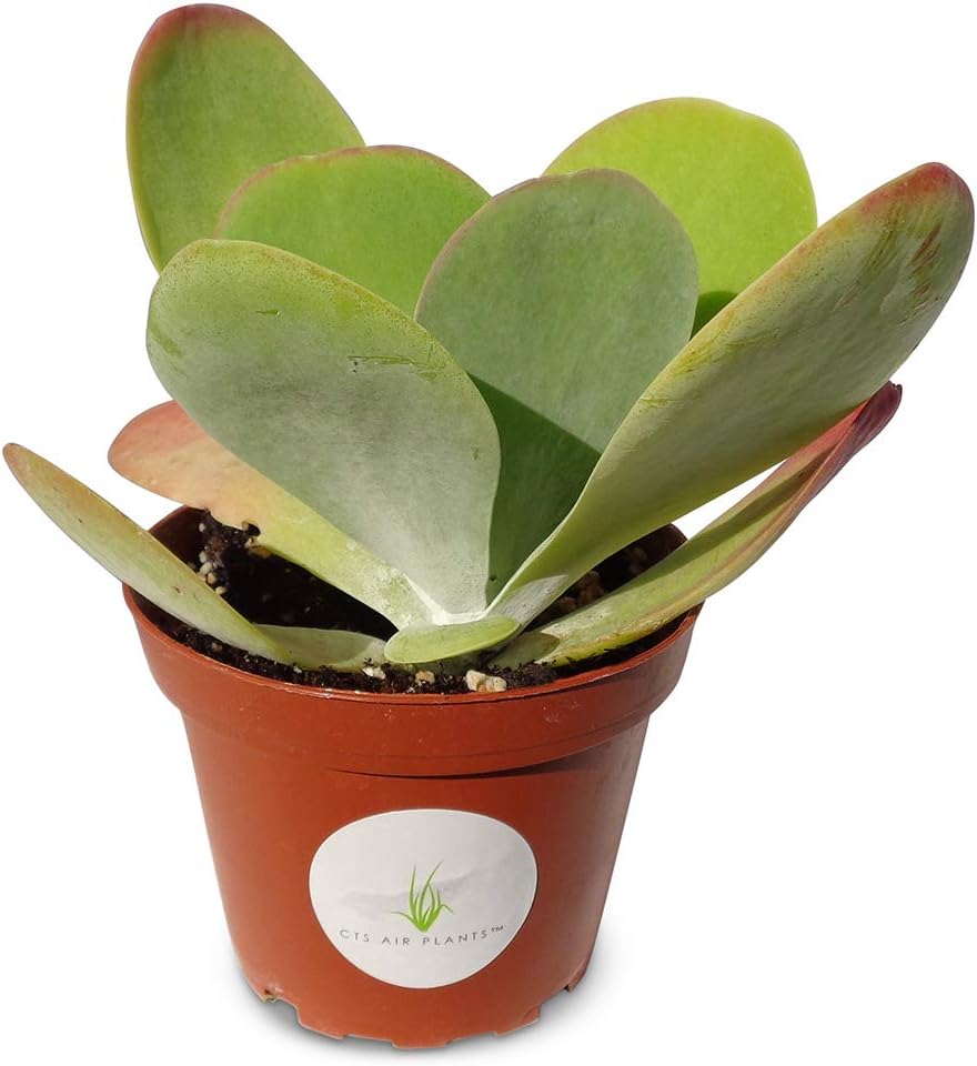 Kalanchoe Flapjacks Succulents Kalanchoe Thrysiflora in 4" Pot