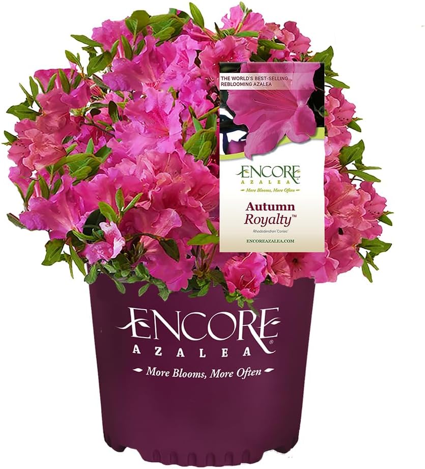 Encore Azalea Autumn Royalty (1 Gallon) Azalea of THE Year Purple Flowering Shrub - Full Sun Live Outdoor Rhododendron Plants