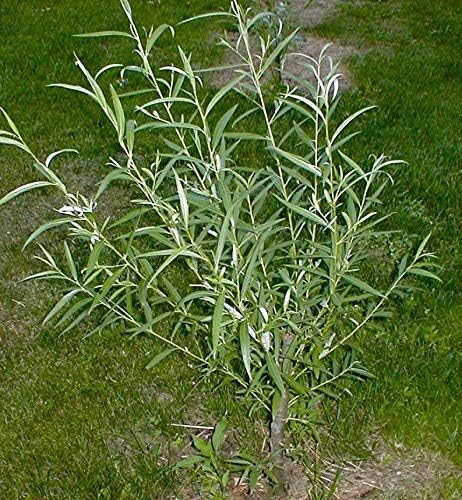 26 Hybrid Willow Trees - Ready to Plant - Fast Growing Shade Tree - 26 Indoor/Outdoor Live Tree Plants