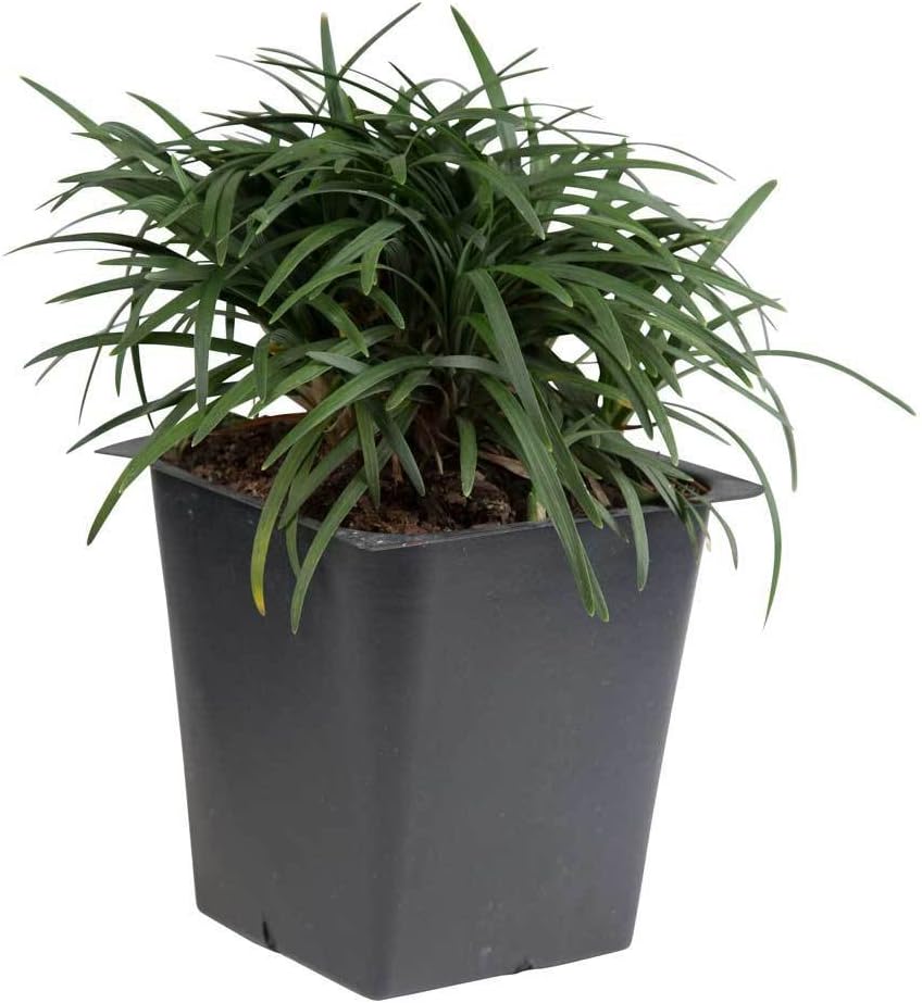 Dwarf Mondo Grass (Ophiopogon japonicus 'Nana') 18 Count Flat, 3.5" pots