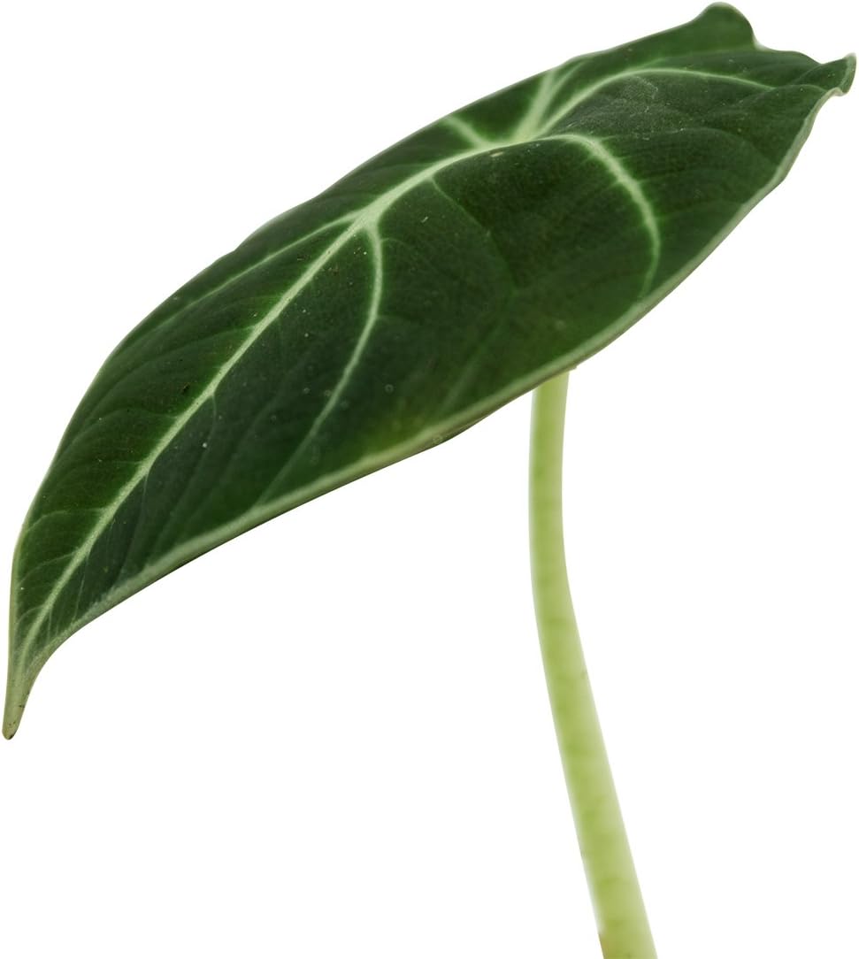 Alocasia reginula 'Black Velvet'