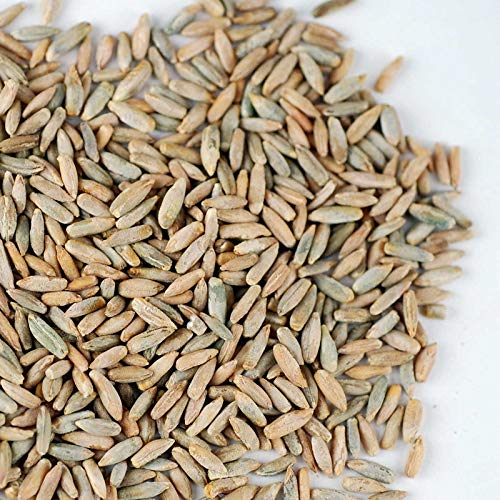 Handy Pantry Organic Rye Grain Seeds - Rye Seed 5 Lb Bulk Sprouting | Organic Rye Berries and Seeds for Flour, Meal, Pasta, Marble Bread, Cracked Grain, Sprouting, and Grass Growing