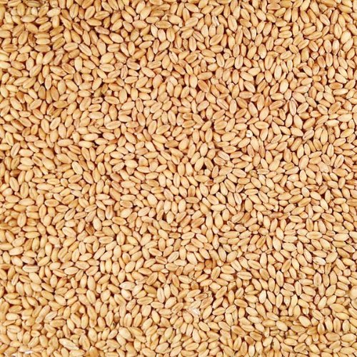 Grain Place Foods Non-GMO Organic Hard White Winter Wheat 2lb Bag