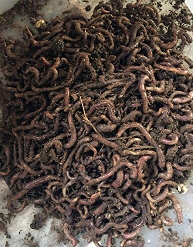 1000 WWJD Worms Red Wigglers Compost Worms