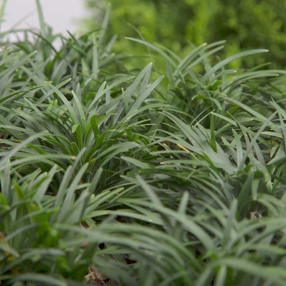Dwarf Mondo Grass (Ophiopogon japonicus 'Nana') 18 Count Flat, 3.5" pots
