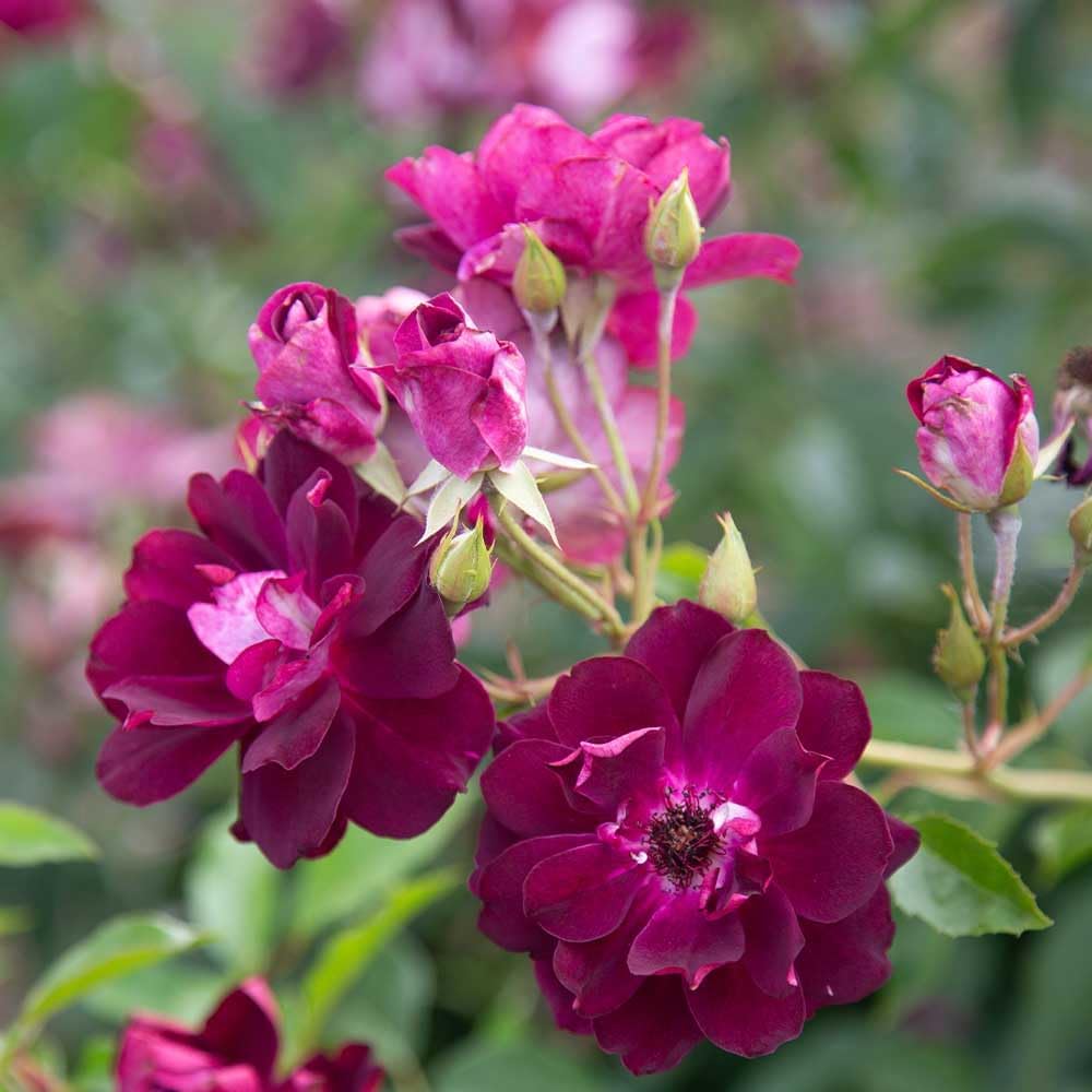 Heirloom Shrub Roses, Live Own Root Plant, Burgundy Iceberg™