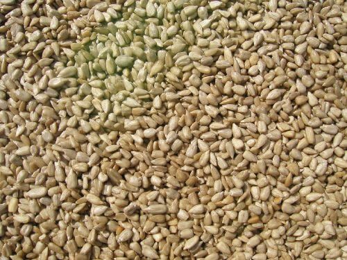 Cole's SM10 Sunflower Meats Bird Seed, 10-Pound