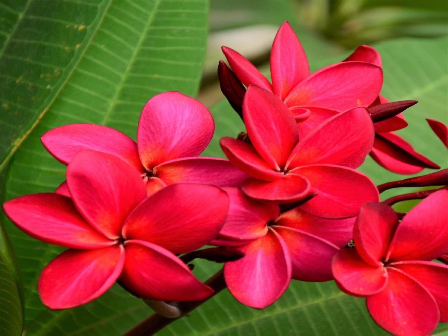 Red Hawaiian Plumeria Cuttings 4 Pk – 11-Inch Unrooted Stem from Big Island Hawaii – Easy to Root, Fragrant Tropical Blooms – for Gardens