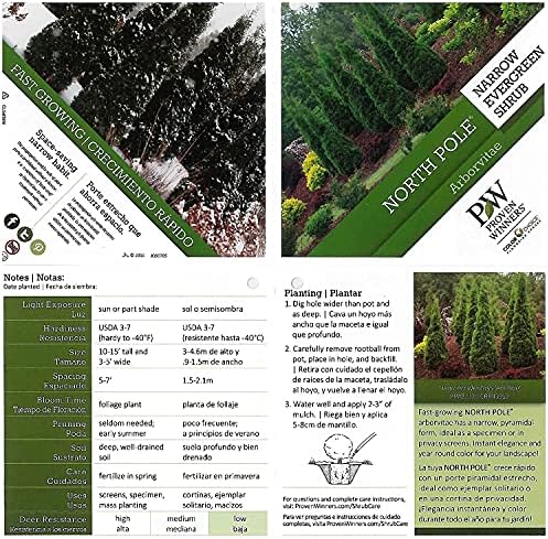 Live Plant Thuja-X Green Giant Evergreen Tree (Western Arborvitae), 3-Gallon Fully Potted Plant from Green Promise Farms
