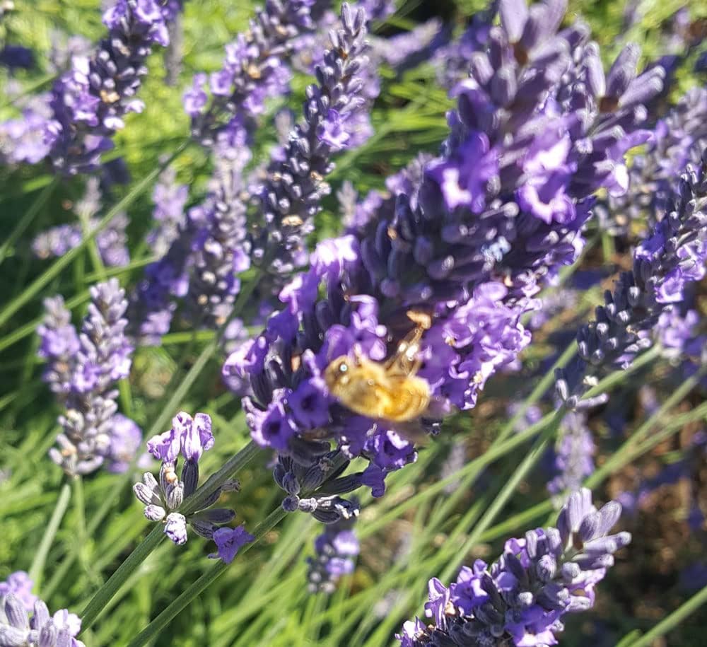 L+ French Provence Lavender — 4 Live Plants in 4" Pots — Blue-Purple Flowers — Fragrant, Bee-Friendly