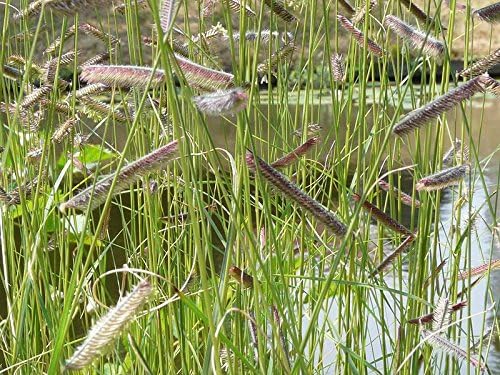 1000 Blue GRAMA Grass Gramma Bouteloua Gracilis Flower Mosquito Grass Seeds