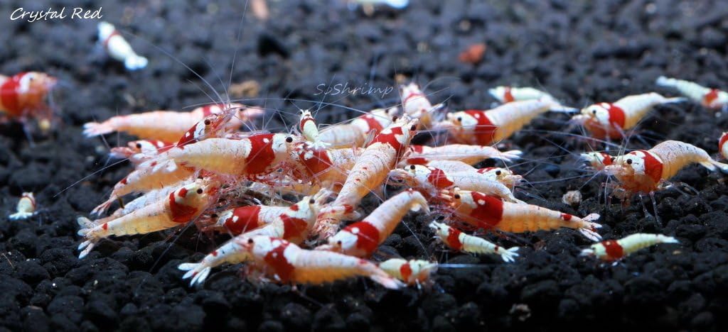 Live Freshwater Aquarium Shrimp - Caridina (Crystal Red Shrimp S-SSS Grade, 5 Pack)