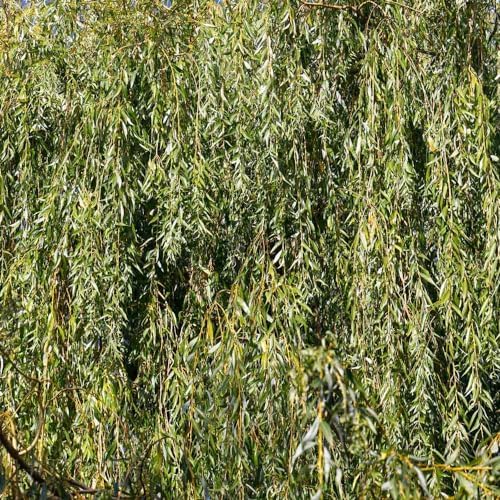 Brighter Blooms - Weeping Willow Tree, 4-5 ft. - No Shipping to AK, AZ, HI