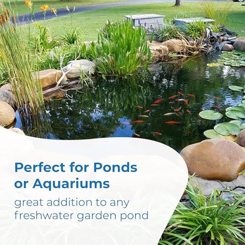Toledo Goldfish Classic Comet Goldfish: Live Goldfish with a Variety of Sizes for Ponds, Tanks, and Aquariums - 3-4 Inches, 5 Count