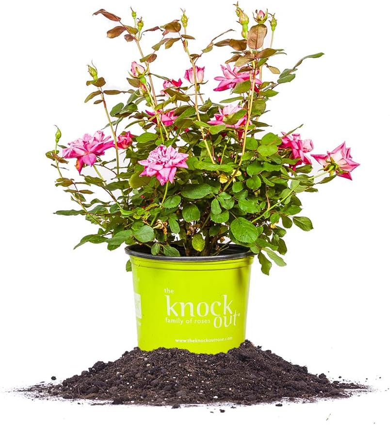 Double Pink Ko 1 Gallon