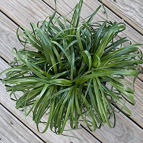 Ponytail Palm Live Plant by United Nursery Indoor House Plant for Home, Patio, or Office Decor (Plant Pot, 10-inch Pot)