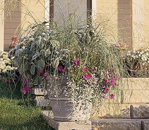 Outsidepride 500 Seeds Perennial Eragrostis Spectabilis Ornamental Love Grass Seed for Planting