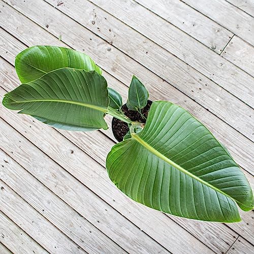 White Bird of Paradise Live Plant 10 inch Pot United Nursery
